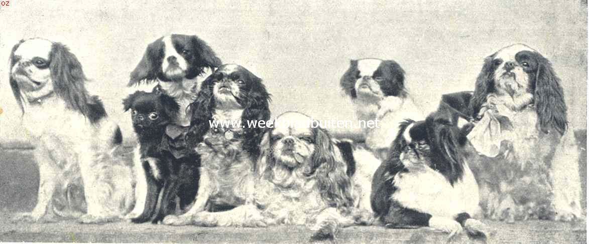 Toy-Spaniels. Groep Toy-Spaniels