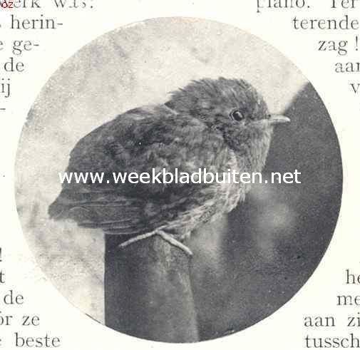 Snijdersvogeltje en Piet van Vliet. Jong van een 