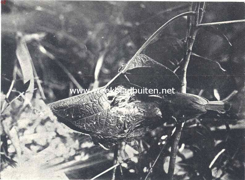 Snijdersvogeltje en Piet van Vliet. Het koekoeksjong, de komst van een der stiefouders verbeidend