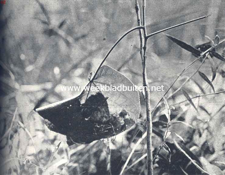 Snijdersvogeltje en Piet van Vliet. Koekoeksjong in het nest
