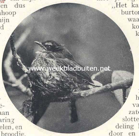 Snijdersvogeltje en Piet van Vliet. Jong koketje op het nest