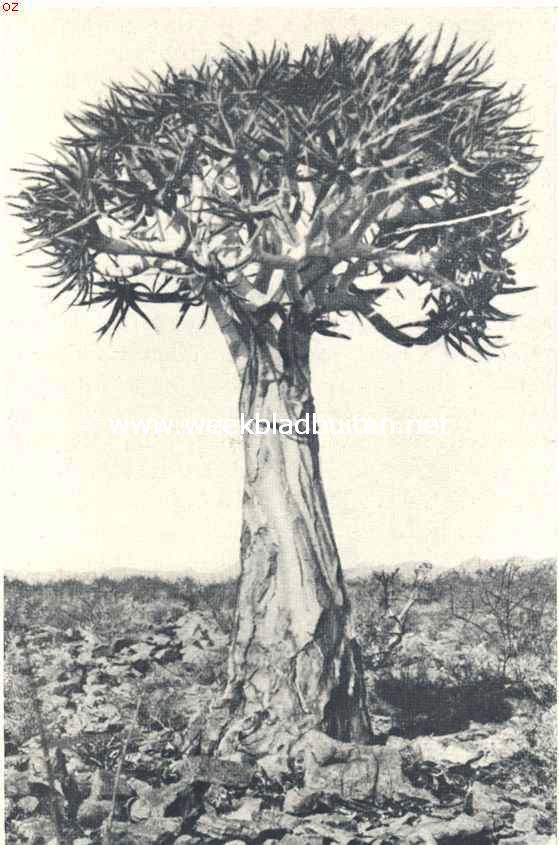 Een nog niet zeer oud exemplaar van den Canarischen Drakenbloedboom. (Dracaena Draco L.)