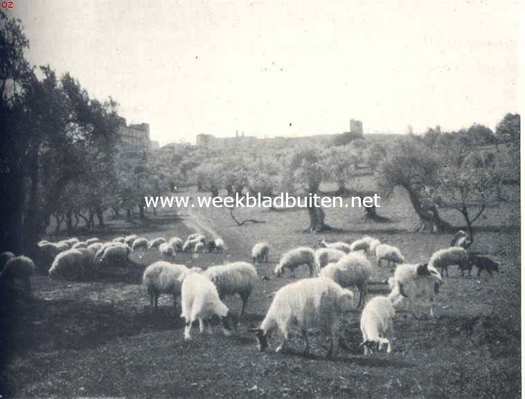 Onwetenschappelijke reisindrukken. Kudde schapen en geiten in den olijfboomgaard van Mos�