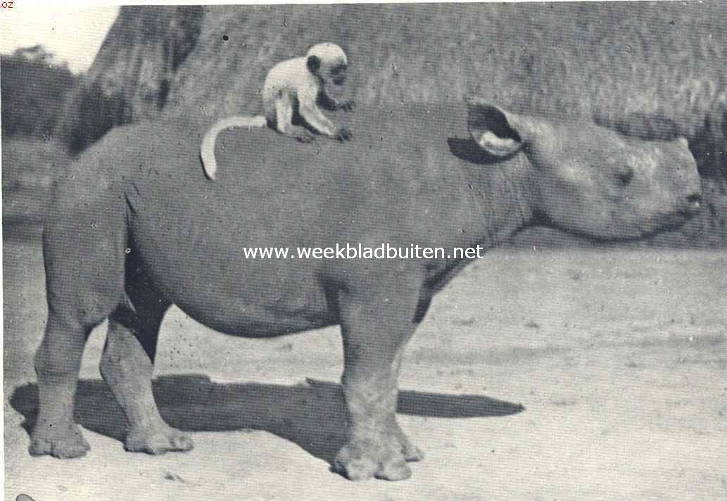 De bewoners van Oost-Afrika. Onze rhinoceros-baby, met zijn vriend, een colobus-aapje