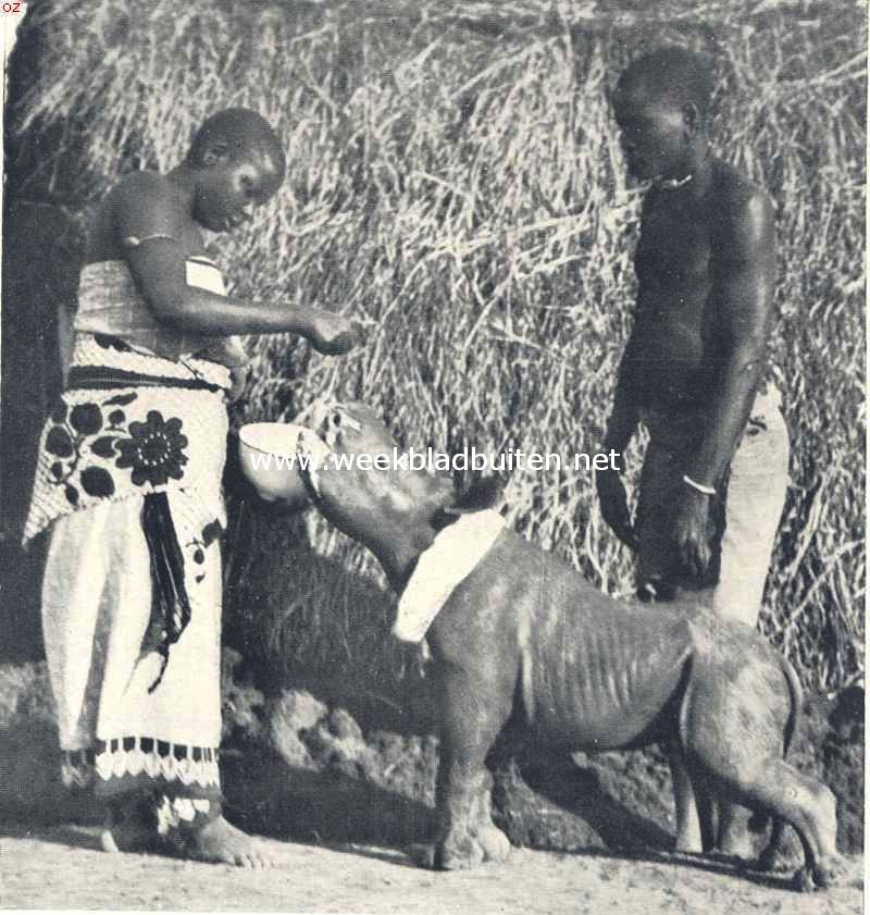De bewoners van Oost-Afrika. Hoe ik wilde dieren levend gevangen heb. Onze jonge neushoorn aan den maaltijd