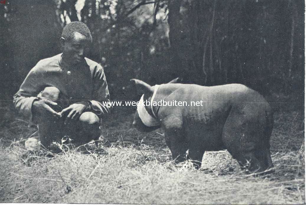 De bewoners van Oost-Afrika. Hoe ik wilde dieren levend gevangen heb. Ons neushoorntje een dag na zijn geboorte
