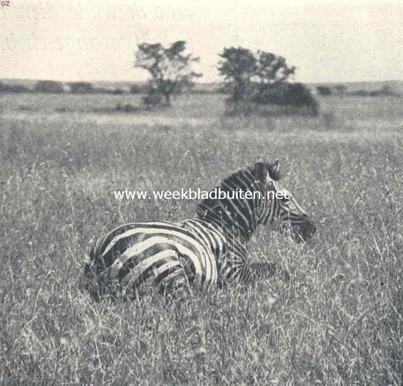 De bewoners van Oost-Afrika. Een gevangen zebra