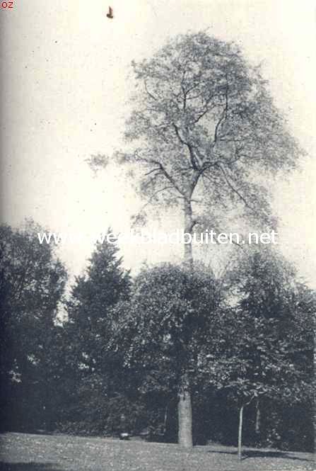 Populieren. Zilverpopulier