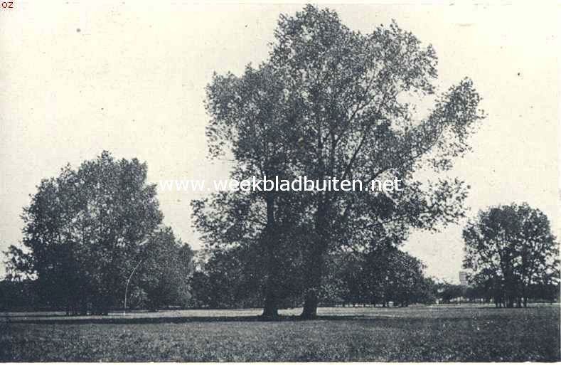 Populieren. Canadeesche populier