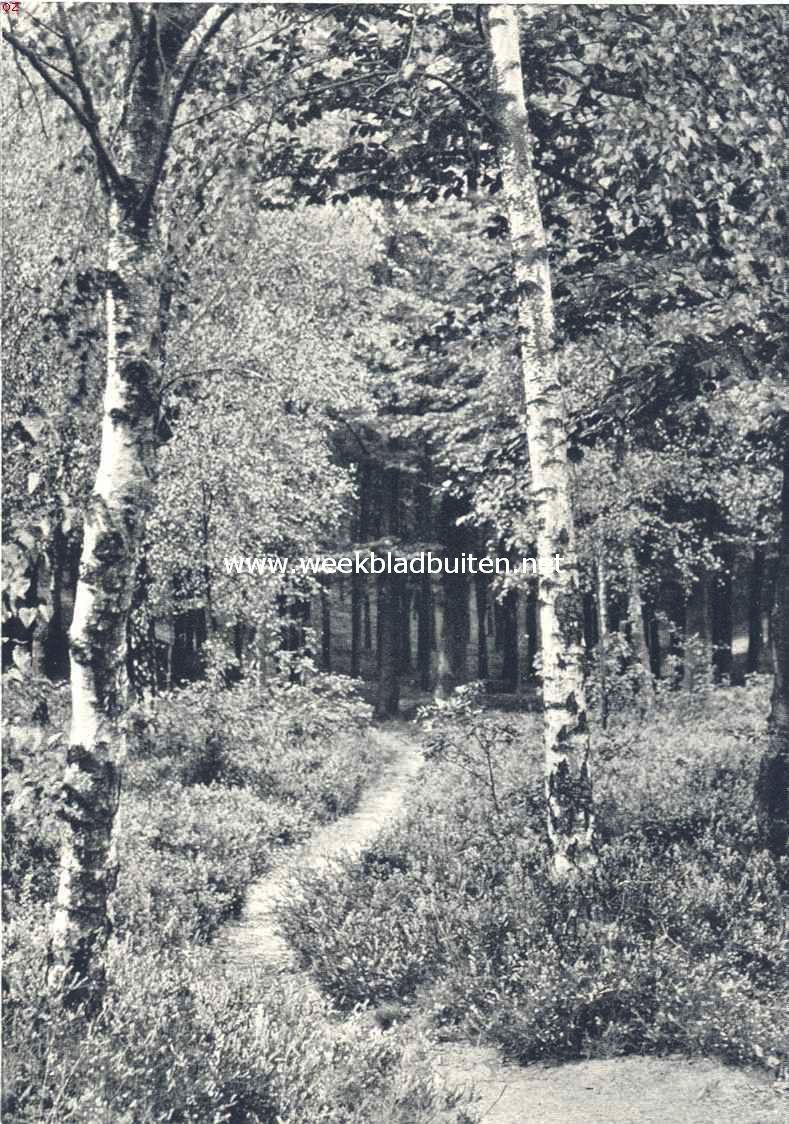 Berken en hei aan den zijingang van Mari�ndaal bij Arnhem