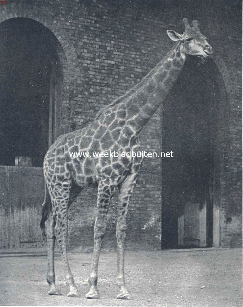 Giraffe, uit de hoogte neerziende op zijn fotograaf