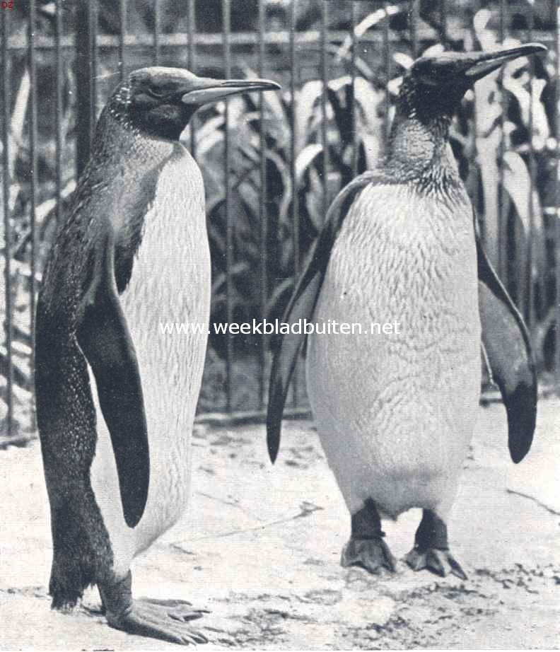 Pinguins. Een koningspinguin-echtpaar