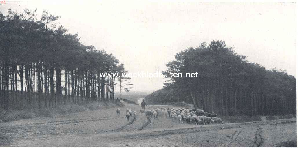 Schapen op den Sallandschen zandweg