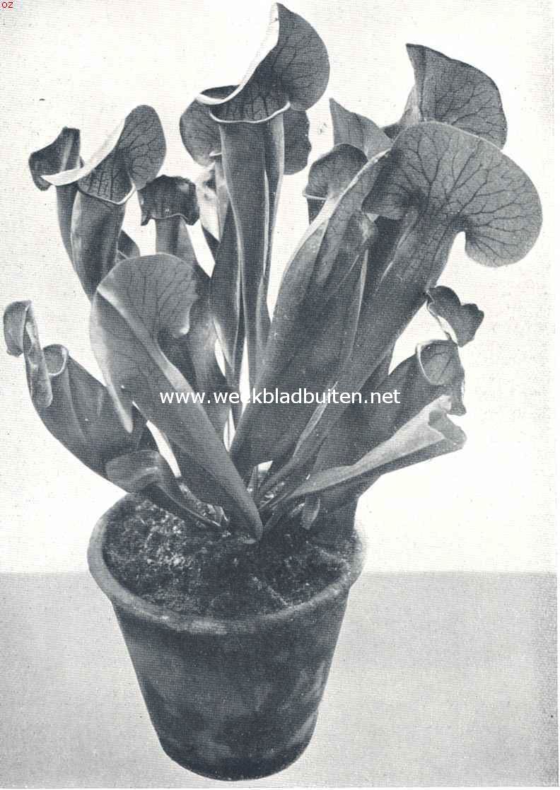 Een kokerplant (Sarracenia), in habitus veelszins aan Saraacenia Chelsonii herinnerend