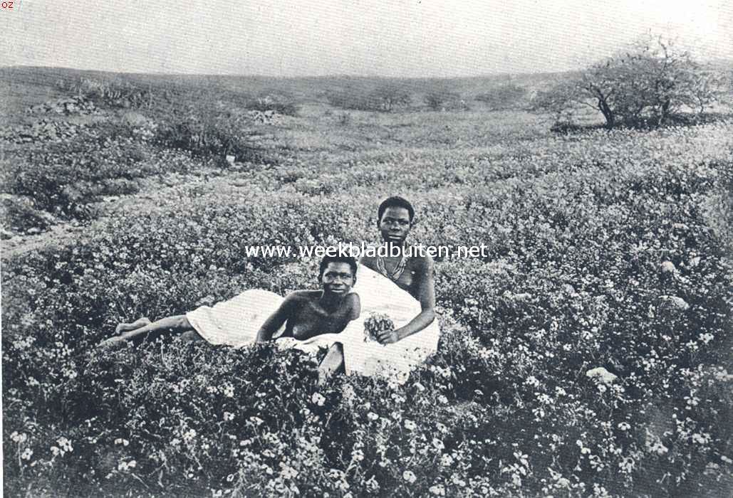 Bloeiende weide in Zuid-West-Afrika in den regentijd