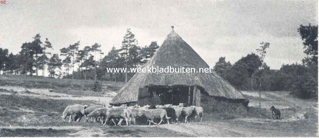 Sallandsche herder met schapen