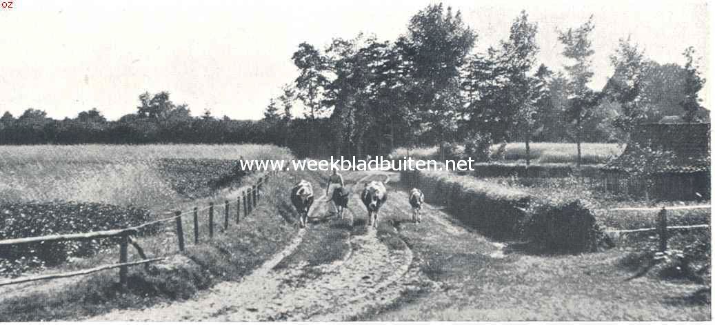 Sallandsch landschap 2