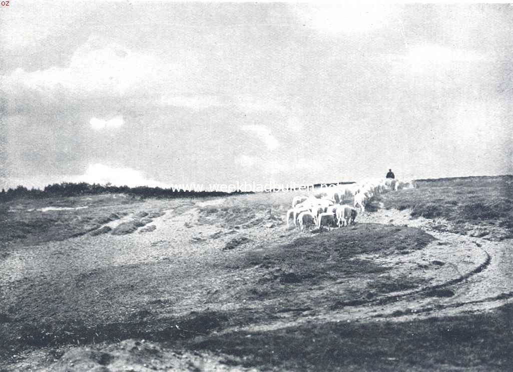 Sallandsche heide met schapen