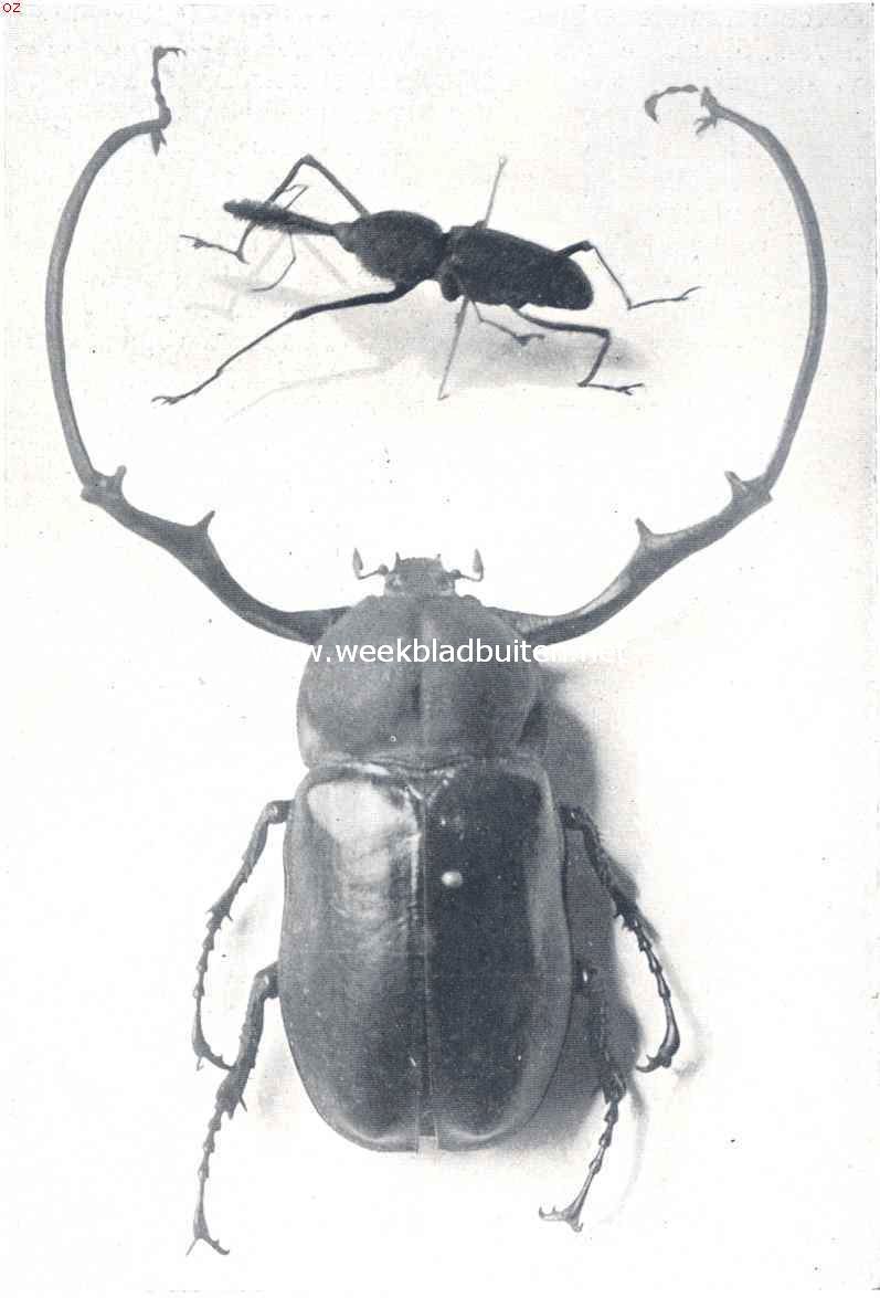 Boven: Rhina Barbirostris. Beneden: Euchirus Longimanus, Amboina. (Natuurlijke grootte)