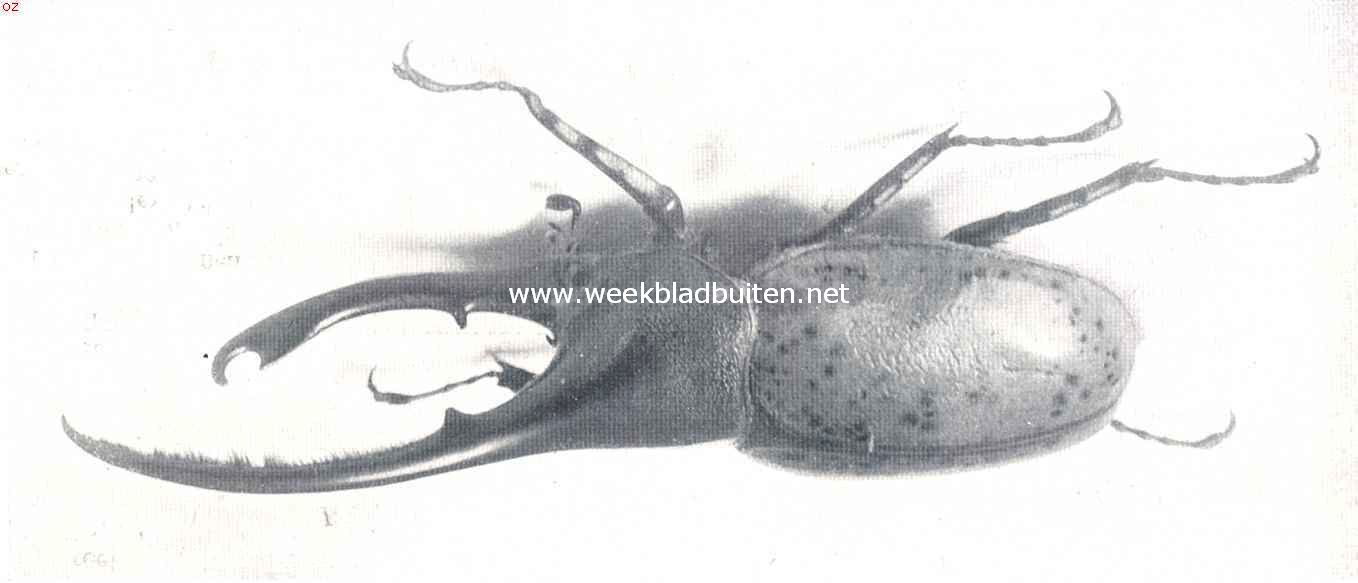 Keverleven in het oerwoud. Hercules-kever (Dynastus Hercules L.). Tropisch Zuid-Amerika (natuurlijke grootte)