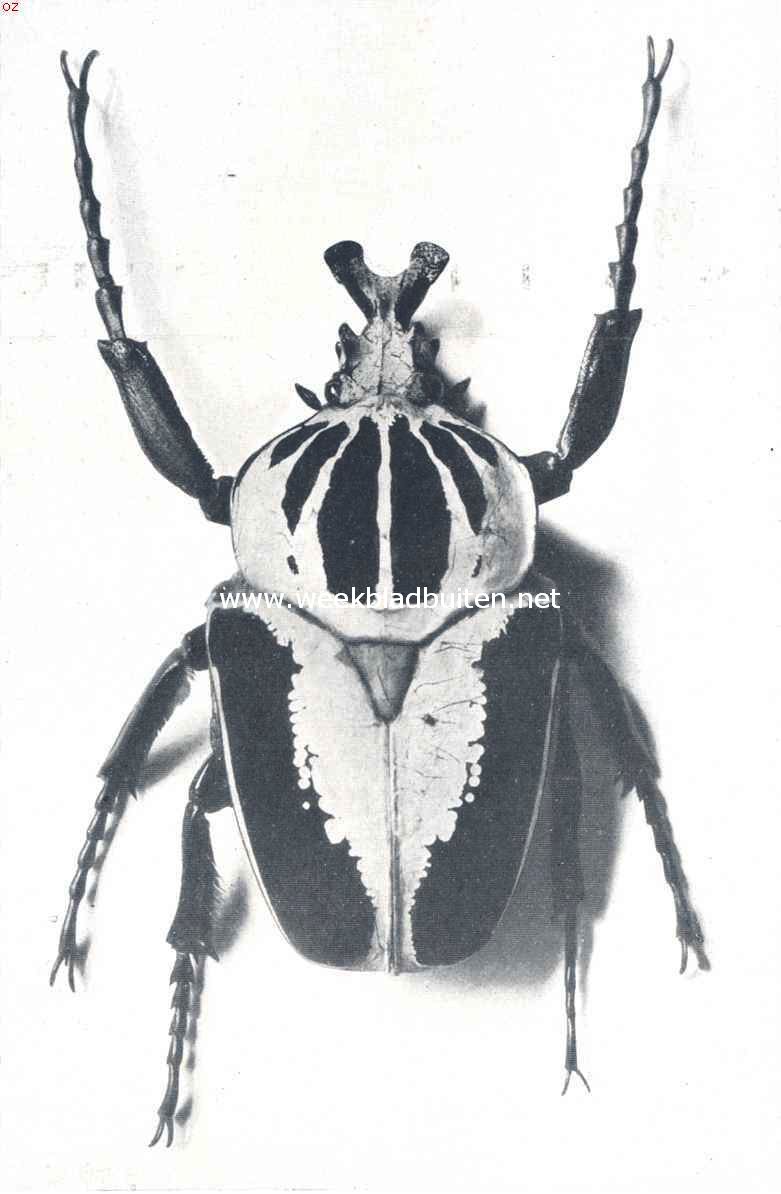 Keverleven in het oerwoud. Goliath-kever, mannelijk exemplaar van Goliathus Regius, Afrika. (Natuurlijke grootte)