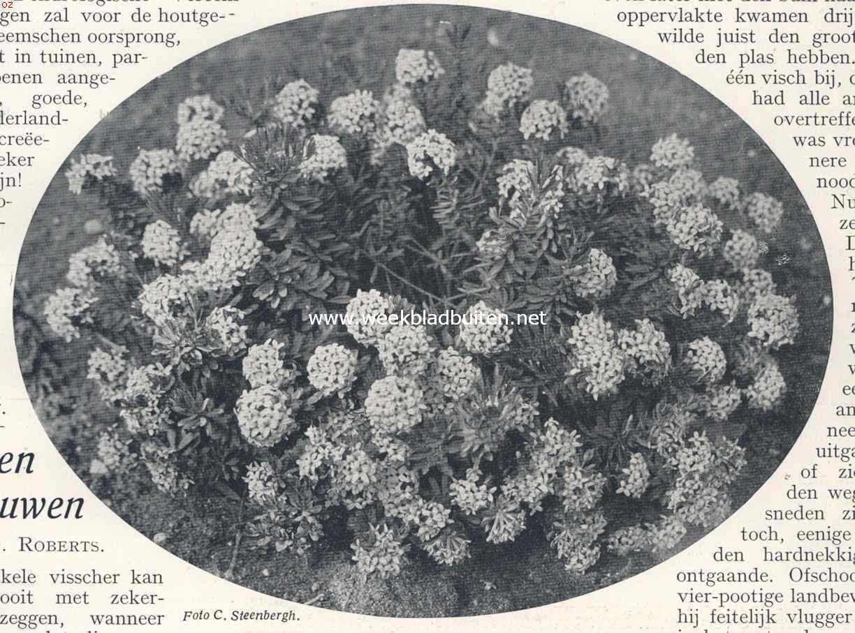 Een ongemeen en bekoorlijk bloemstruikje