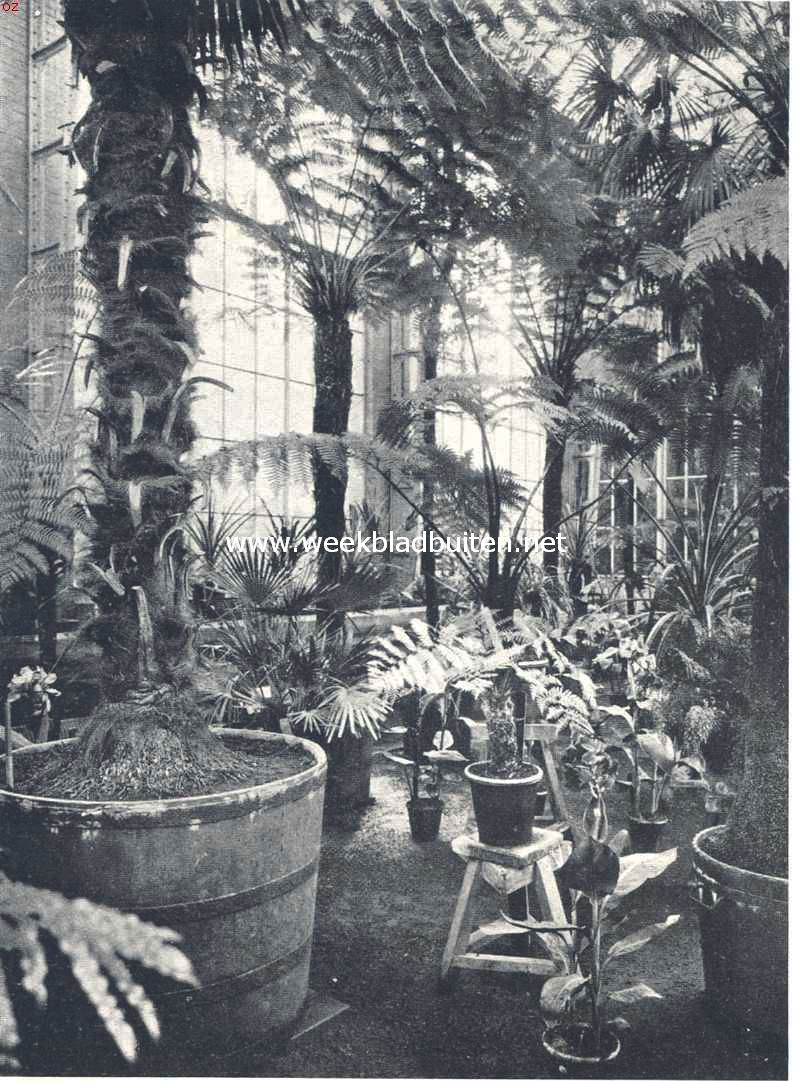 Boomvarens in de varenkas van den Hortus Botanicus te Amsterdam