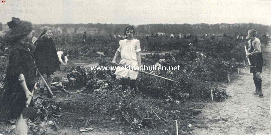 Schoolwerktuinen. Gezonde en nuttige arbeid onder den blooten hemel