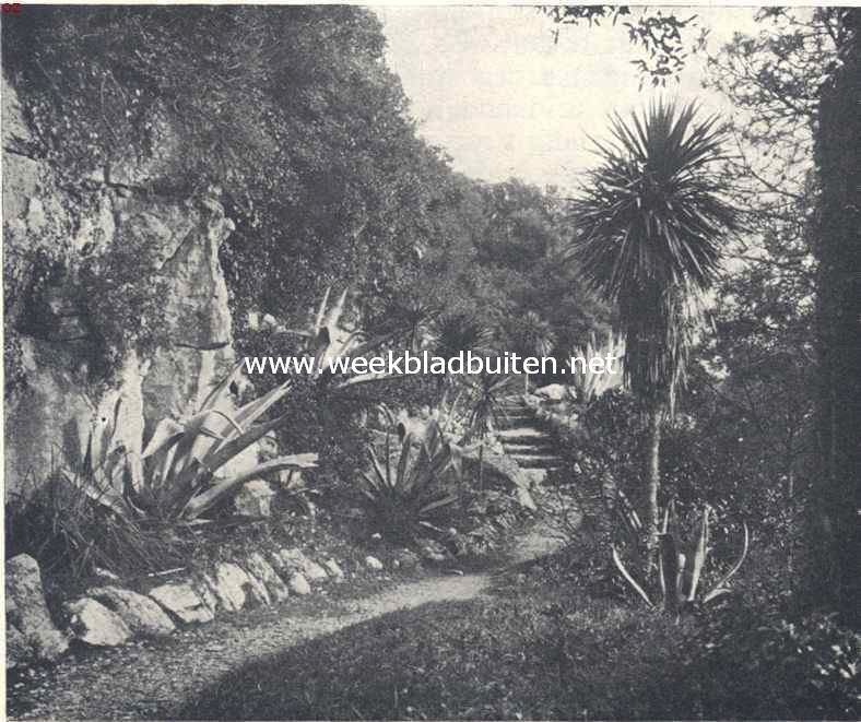 Het eiland Brioni en z'n sprookjestuin. Brionische flora