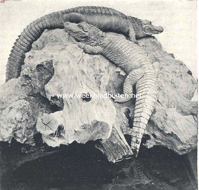 Mississippi-kaaiman van Noord-Amerika