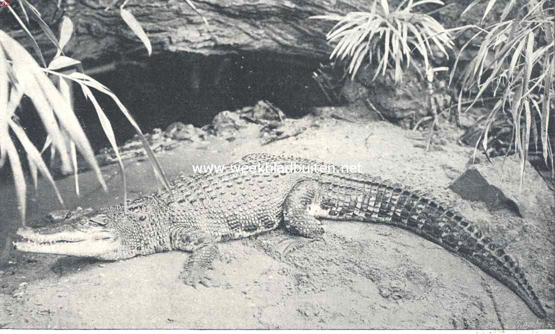 Indische krokodil
