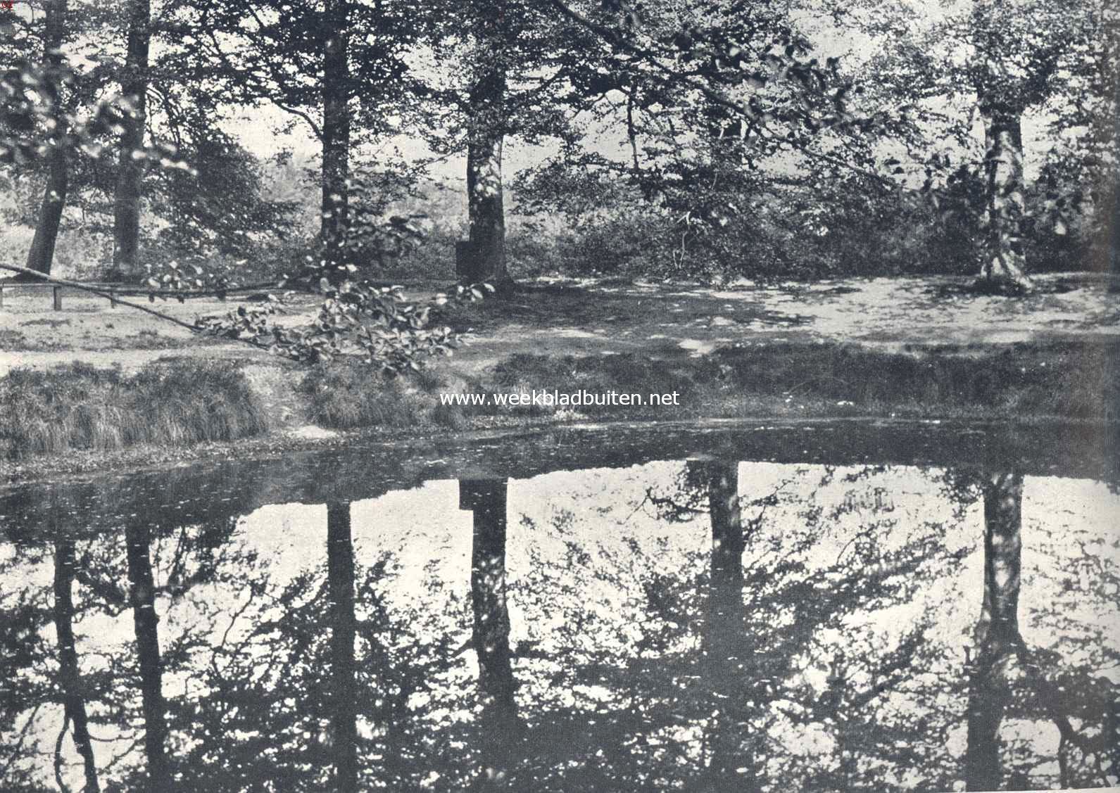 Herfst aan den vijver