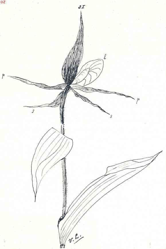 Teekening naar een bloem uit het herbarium van den schrijver, van Cypripedium Calceolus, van achteren gezien, met twee onderste kelkbladeren (s) in plaats van ��n. S onderste kelkbladen, s I bovenste kelkbladen (sepalen); p bloemblaadjes (petalen); l lip (labellum)