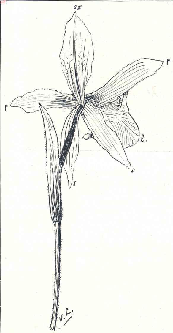 Teekening naar een bloem uit het herbarium van den schrijver, van Cypripedium Insigne, van achteren gezien met twee onderste kelkbladen (s) in plaats van n, zooals het kenmerk is van de bloemen der Venusschoentjes. S. onderste kelkbladen, s I bovenste kelkbladen (sepalen); p bloembaaldjes (petalen); l lip (labellum)