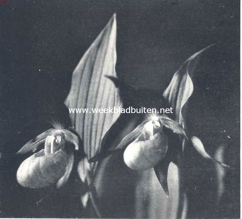 Een mooie orchidee voor den tuin (Cypripedium Calceolus L.)