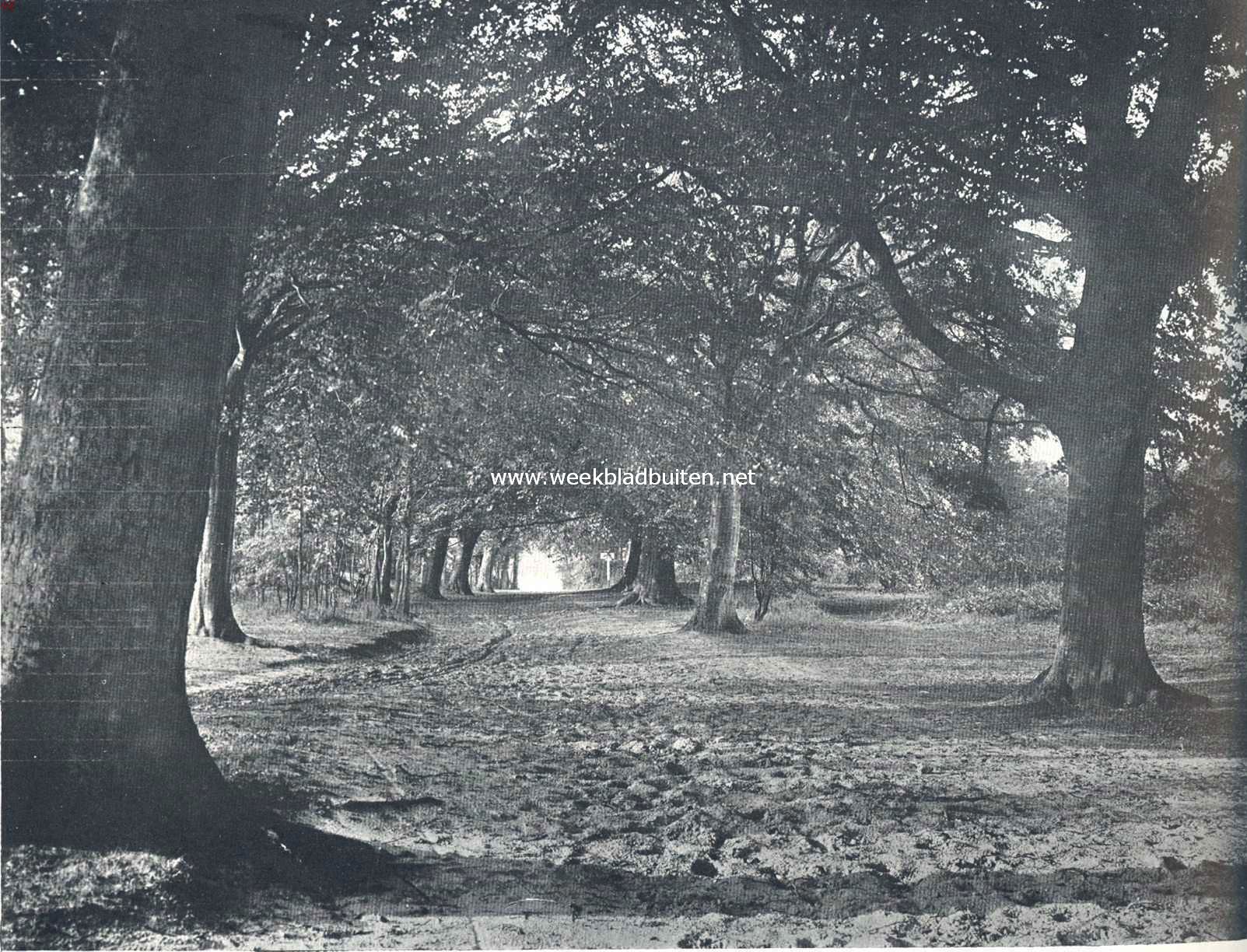 In het bosch, als de schaduwen lang worden �