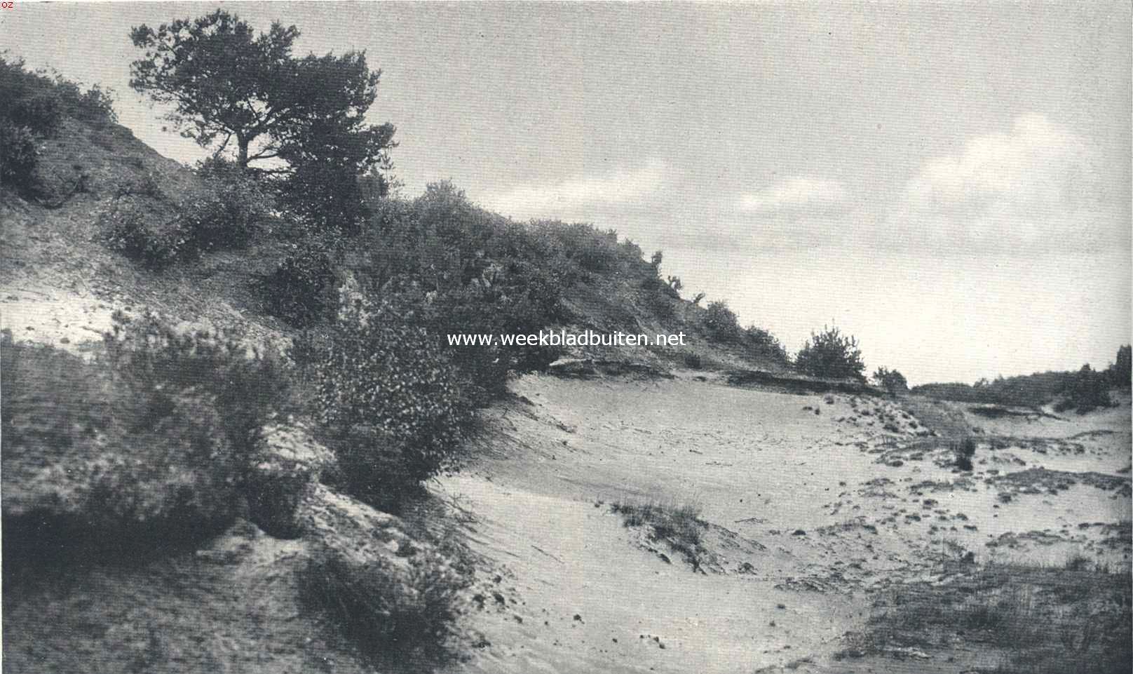 De Drunensche Duinen. Een haag opgestoven zand