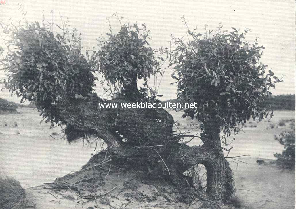De Drunensche Duinen. De koning van het woud, zijn strijd voerende in de zandzee