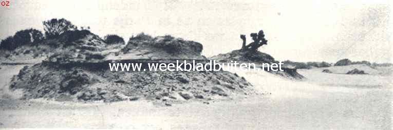 De Drunensche Duinen. Heuveltjes in de zandvlakte