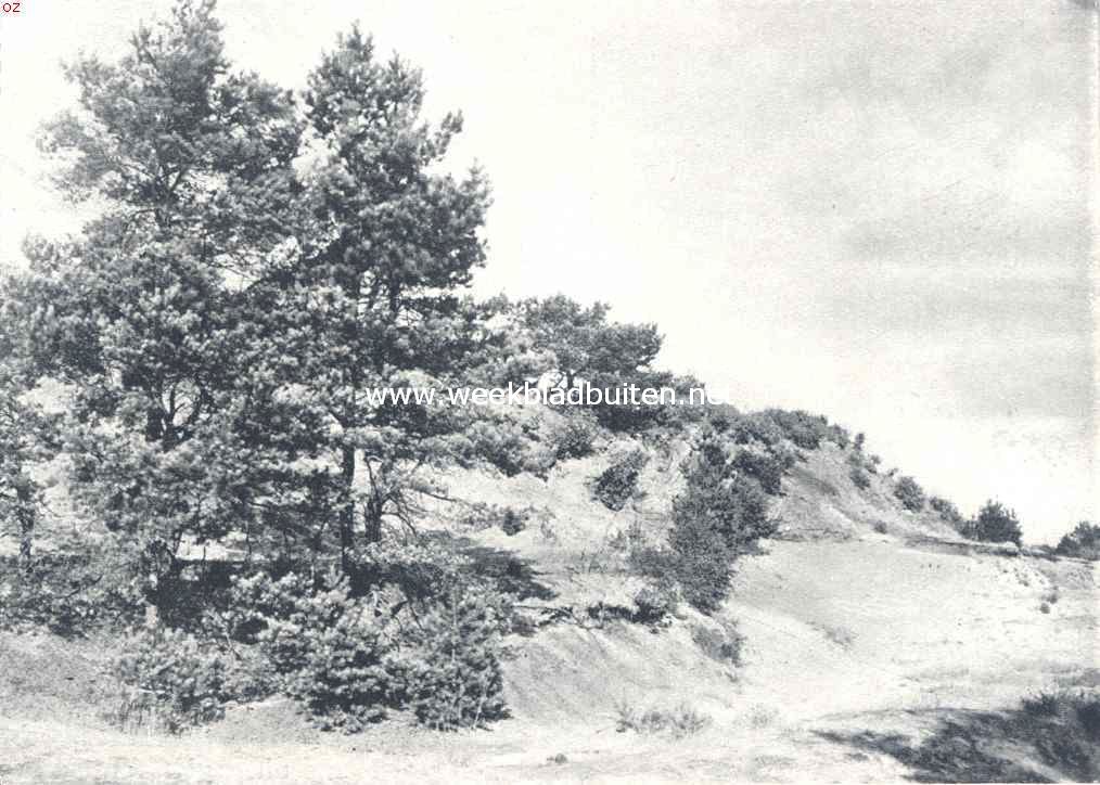De Drunensche Duinen. Een begroeid duin in de zandwoestijn