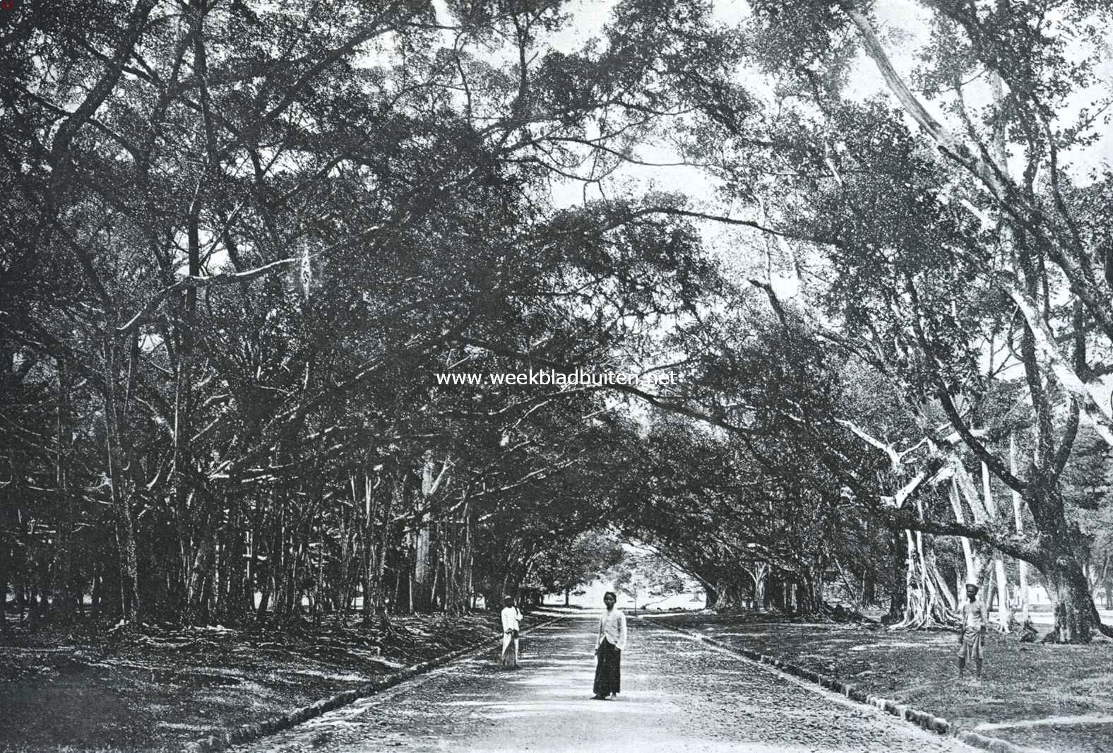 Waringin-laan in 's Lands Plantentuin te Buitenzorg