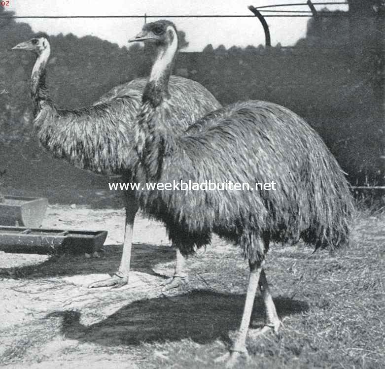 De struisvogel en zijn verwanten. De Australische struis of Emeu