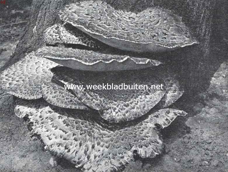 Voorjaarspaddenstoelen. Polyporus Squamosus, zadelzwam