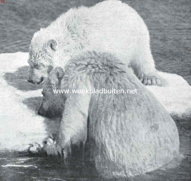 Het vuistrecht bij de Eskimo's. Jonge berin, die, langen tijd vastgebonden, naar de kust gevoerd zijn, om van spek en traan gereinigd te worden