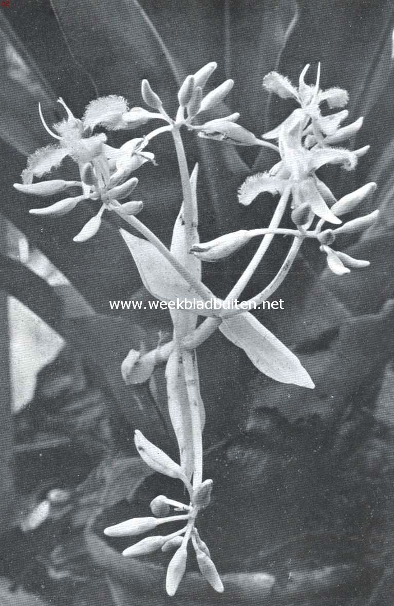 Een tropische plant als winterbloeister. (Cochliostema Odoratissimum Lem)