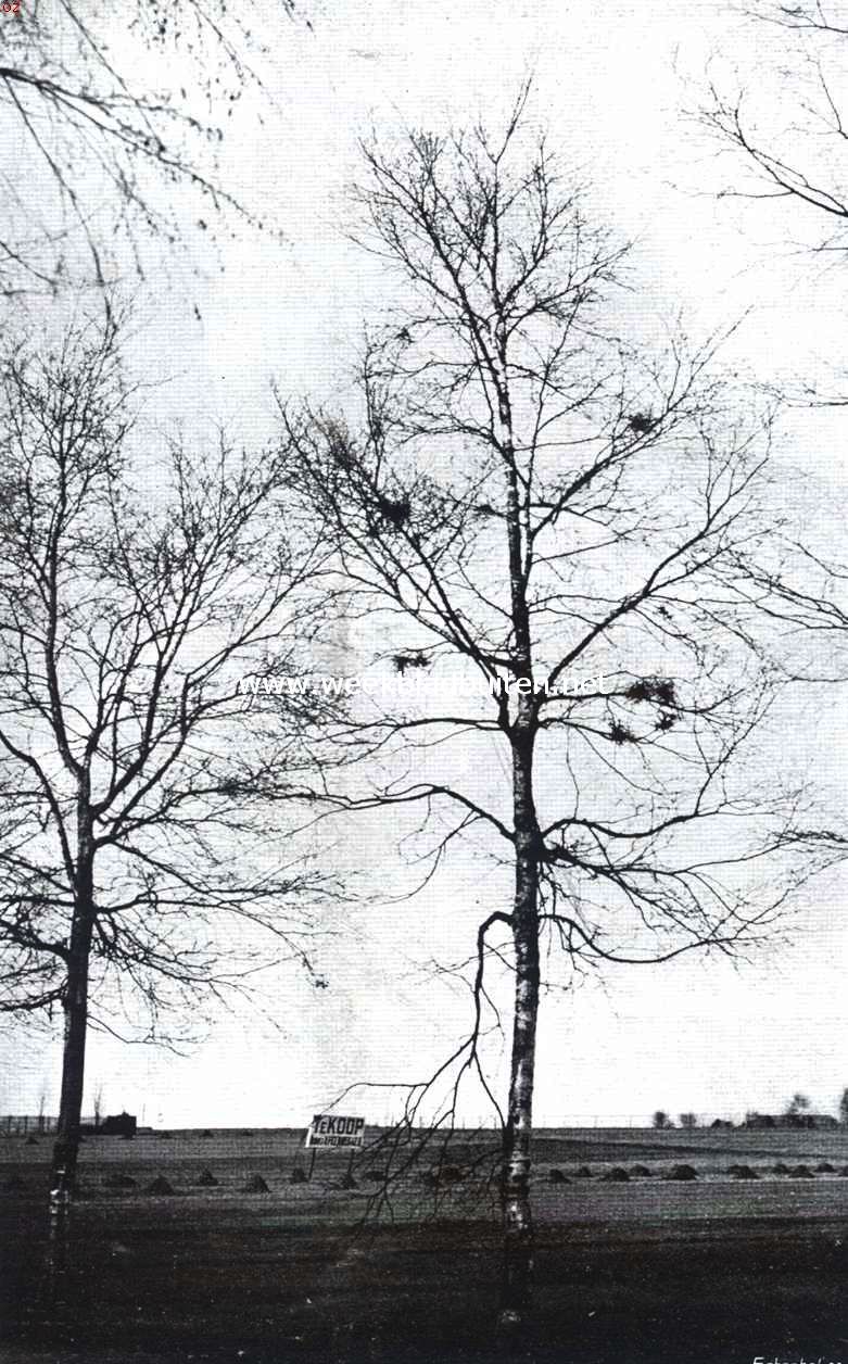 Berk met een groot aantal heksenbezems