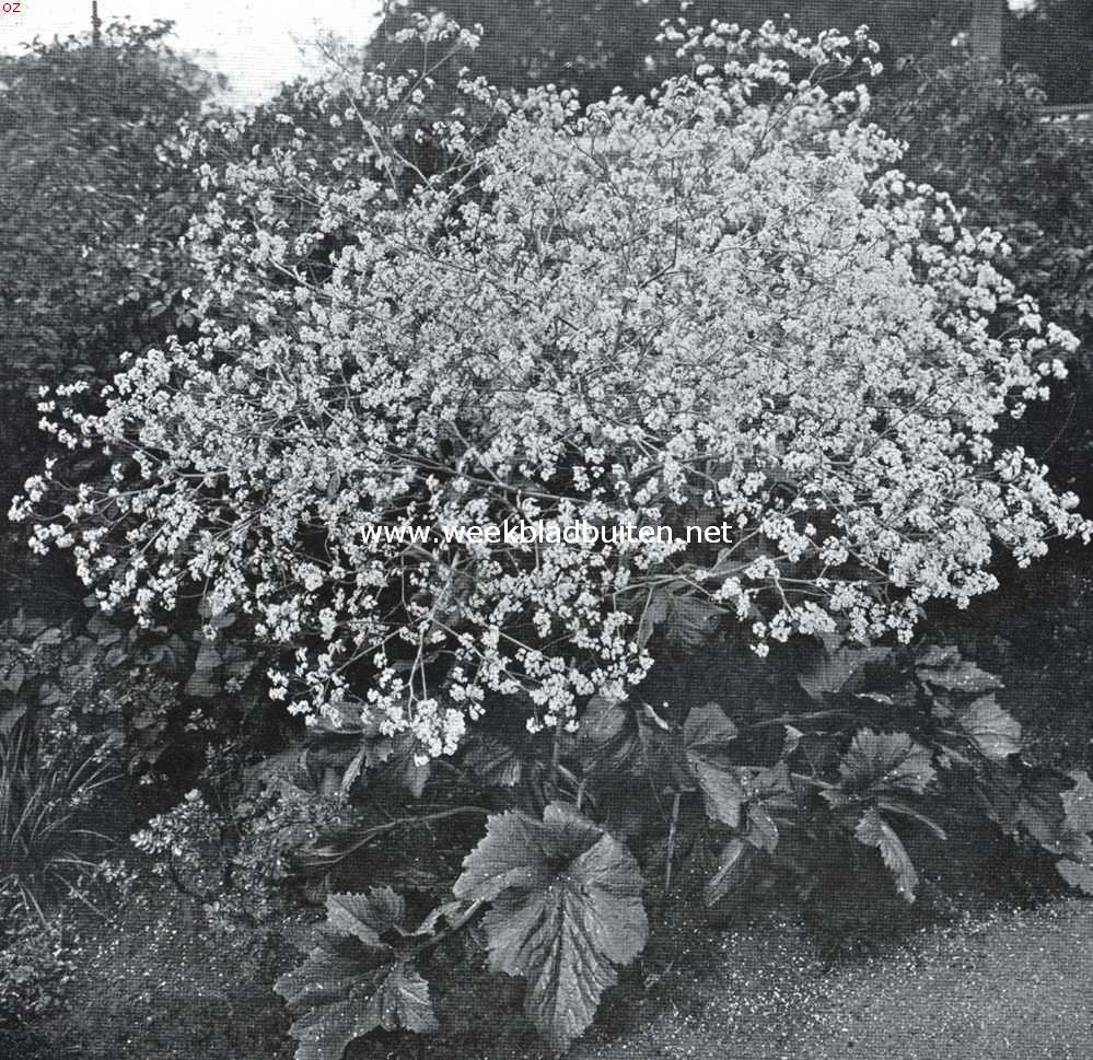 Een bruid onder de bloemen. Crambe Cordifolia Stev. In vollen bloei in den Amsterdamschen Hortus (zomer 1925)