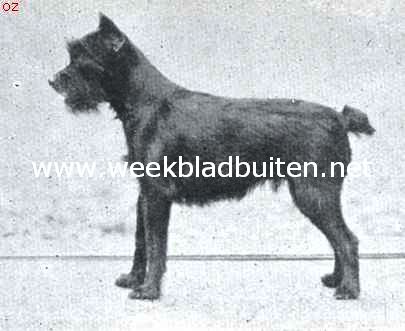 Dwergschnauzer. Nixe v. Chemnitz, 