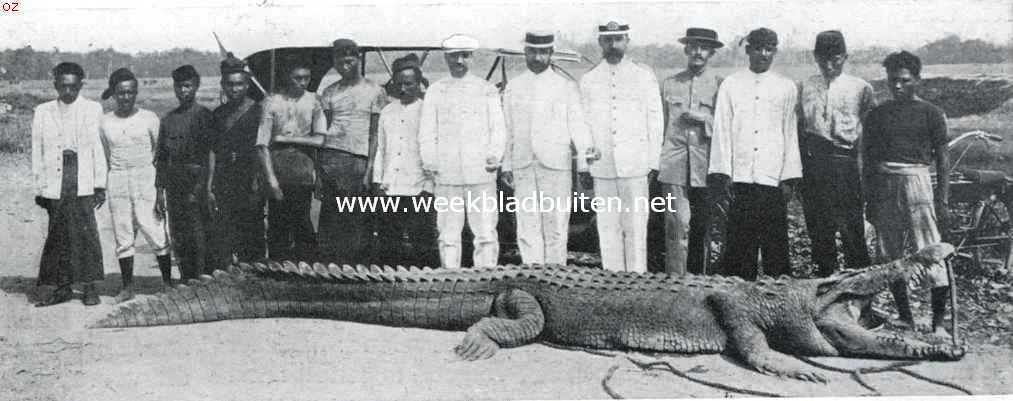 Een reusachtige krokodil