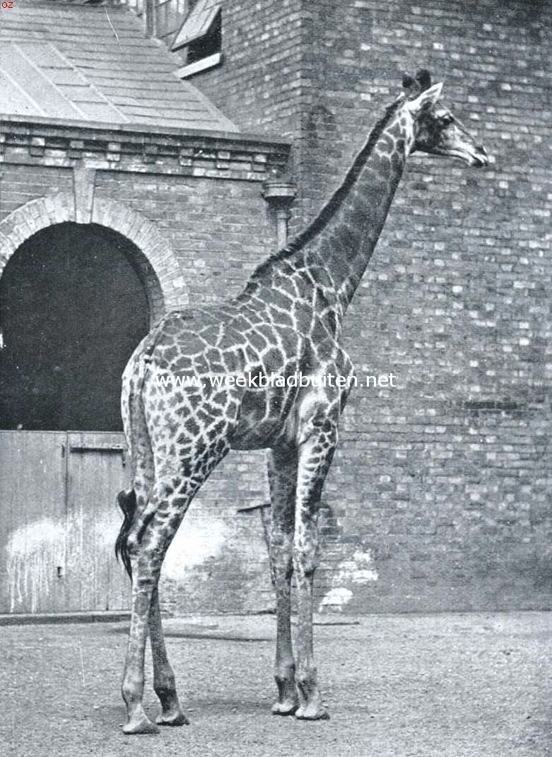 Giraffe in ballingschap
